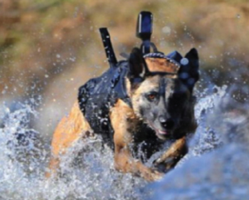 K-9 Dogs | Nirtal