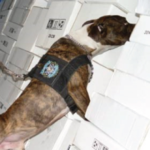 Explosive detection Dogs